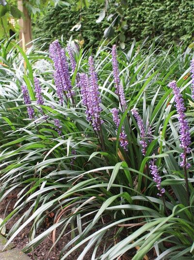 Glöckchentraube &#039;Ingwersen&#039; / Liriope muscari &#039;Ingwersen&#039;