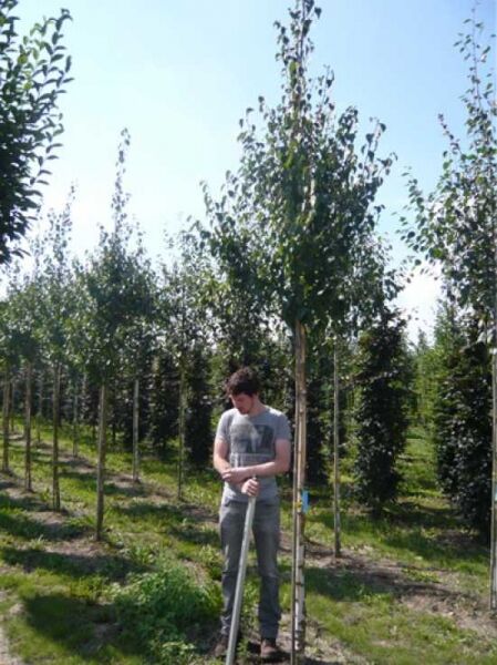 Betula ermanii (Gold-Birke, Ermans-Birke) Hochstamm 12-14 StU mit Drahtballen, aufgebunden, mit grünem Laub.