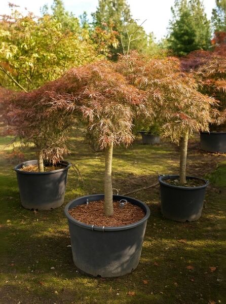 Fächer-Ahorn (Acer palmatum) 'Inaba shidare', Stamm ca. 80 cm, im großen Pflanztopf, überhängender Wuchs, rötliches Laub.