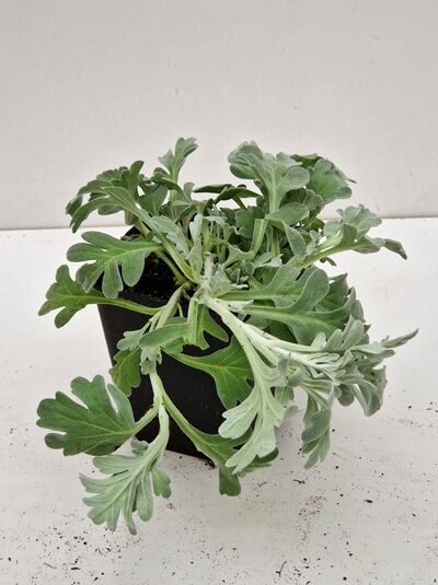 Garten-Silber-Raute Artemisia stelleriana 'Boughton Silver (Mori)' im schwarzen Kulturtopf, silbrig-graues, gelapptes Laub, P9.