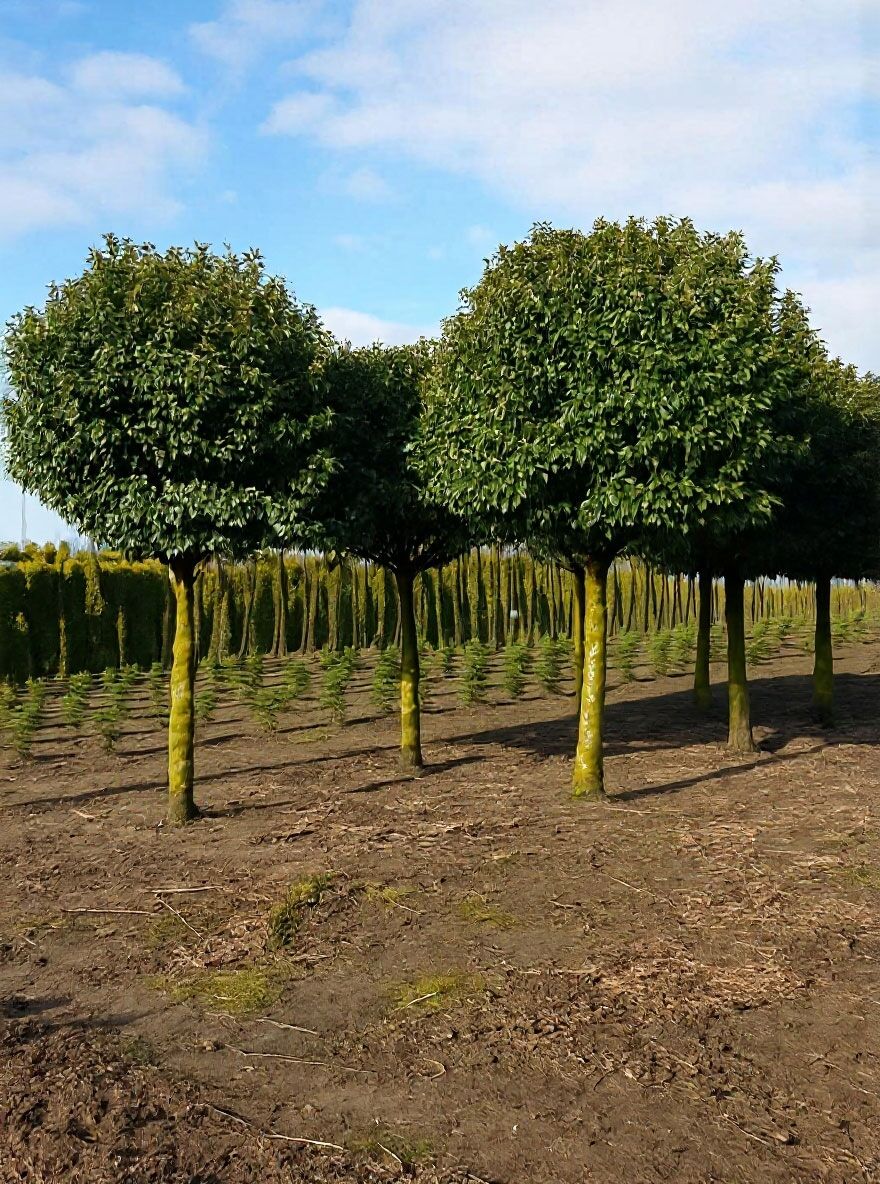 Portugiesischer Kirschlorbeer - Prunus lusitanica 'Angustifolia 'Kugel auf  Stamm'
