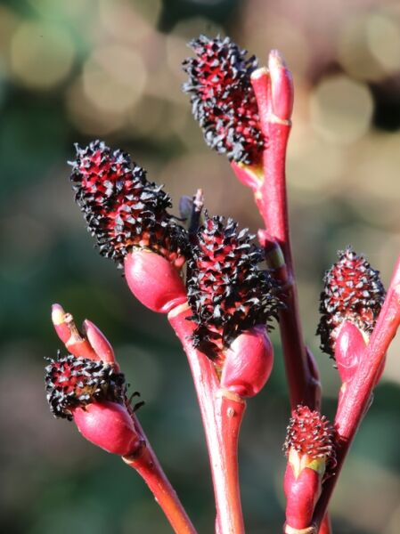 Salix gracilistyla 'Melanostachys' (Schwarze Kätzchenweide) mit schwarzen Kätzchen an roten Trieben, Nahaufnahme