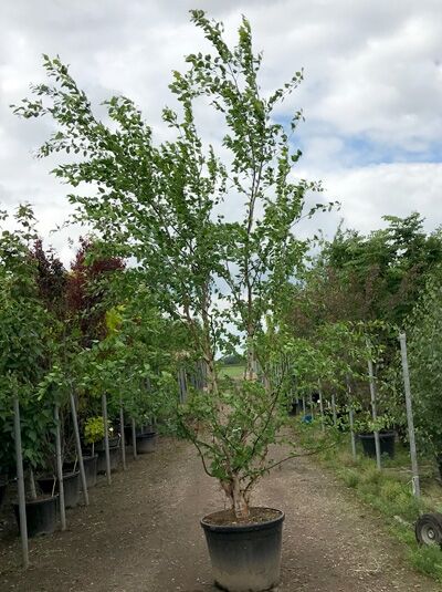 Schwarz-Birke (Betula nigra) im Container C100, ca. 350–400 cm, mehrstämmiger Jungbaum mit grünem Laub.