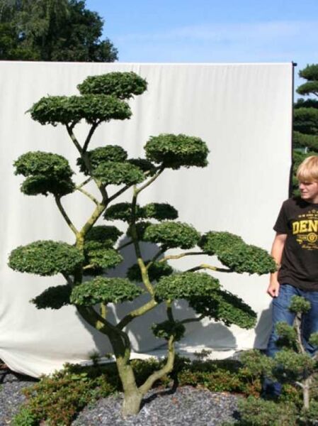 Ulme Ulmus minor 'Jacqueline Hillier' Garten-Bonsai, ca. 240 cm hoch, 200 cm breit, mehrstämmig mit etagenförmig geschnittener Krone