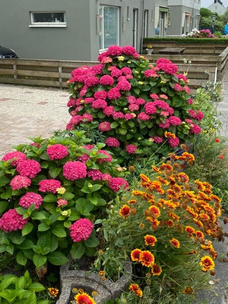 Hydrangea macrophylla 'King George V' / Bauern-Hortensie 'King George V'