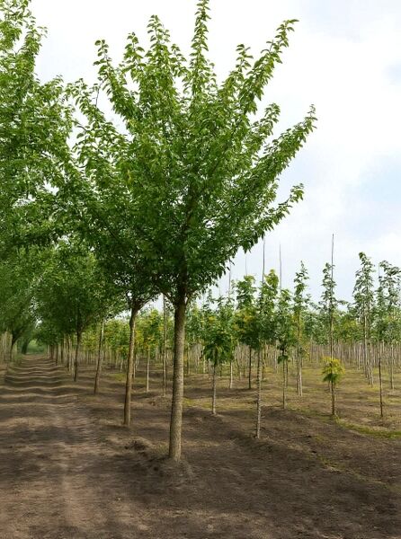 Prunus serrulata 'Kanzan', Japanische Blütenkirsche, Hochstamm ca. 225 cm, Stammumfang 25–30 cm, mit Drahtballen (m. Db.)