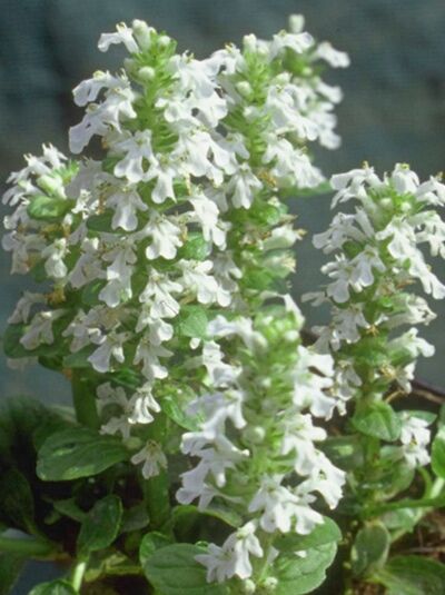 Weißblühender Kriechender Günsel / Ajuga reptans 'Alba'