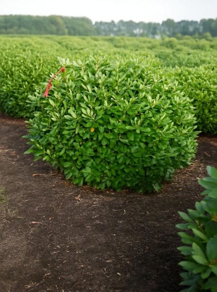 Rhododendron Hybride 'Cunningham's White' (Rhododendron 'Cunningham's White'), Solitärstrauch 140–160 cm Breite, im Feldwachstum.