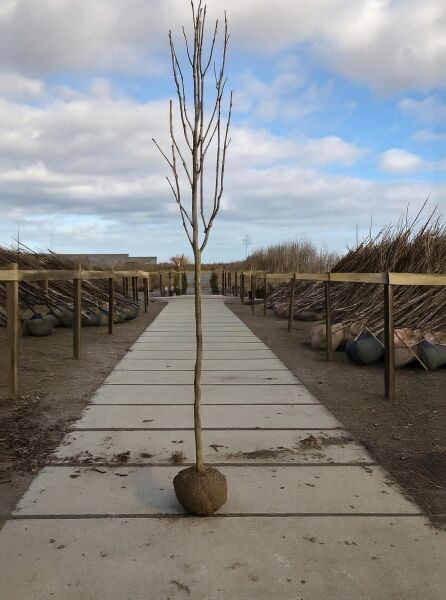 Großblumige Magnolie 'Galaxy' (Magnolia 'Galaxy') Hochstamm 8-10 StU, wurzelballiert, laubloser Stammbaum mit Krone