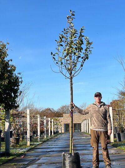 Apfel „Gelber Köstlicher“ (Malus domestica 'Golden Delicious'), Hochstamm 12–14 StU im Container mit schlankem Stamm und Krone
