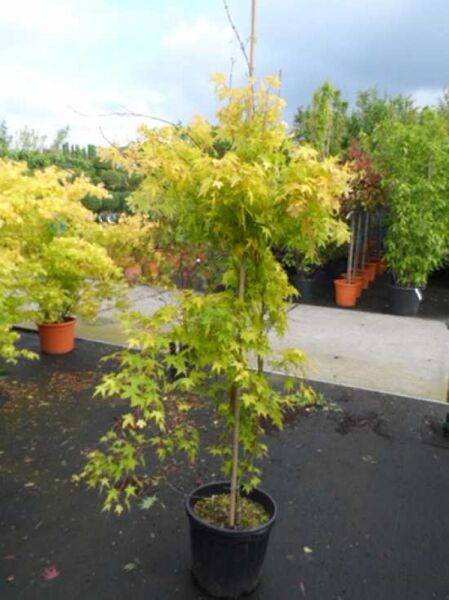 Acer palmatum 'Aureum' / Goldgelber Fächer-Ahorn / Japanischer Ahorn