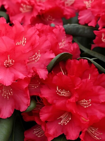 Rhododendron yakushimanum 'Leuchtfeuer' / Rhododendron 'Leuchtfeuer' mit roten Blüten und grünen, ledrigen Blättern