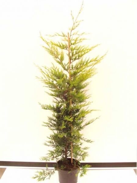 Gelbe Riesenzypresse (Cupressocyparis leylandii 'Castlewellan Gold') 150–175 cm, C15 im Topf, aufrecht wachsendes Nadelgehölz.