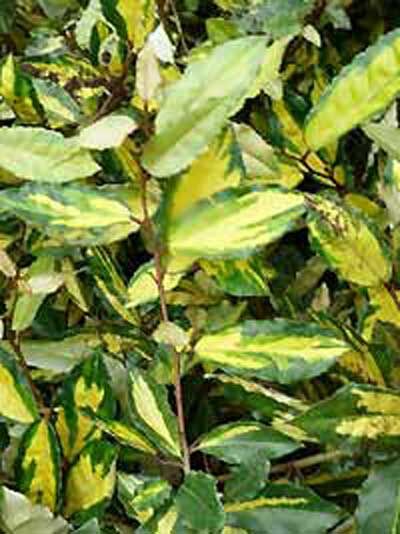 Buntlaubige Ölweide 'Maculata' / Elaeagnus pungens 'Maculata'