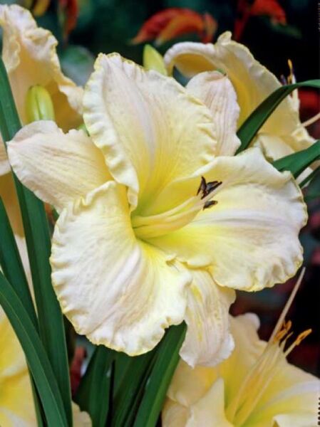 Taglilie 'Arctic Snow' / Hemerocallis 'Arctic Snow'
