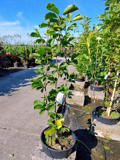 Magnolia ‘Jade Lamp‘ / Magnolie ‘Jade Lamp‘, 100–125 cm, im Container C20, aufrechter Wuchs mit grünem Laub.