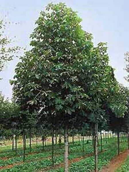 Aesculus hippocastanum 'Pyramidalis' / Rosskastanie 'Pyramidalis'