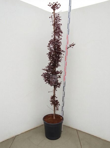 Rot-Buche 'Rohanii' (Fagus sylvatica 'Rohanii') 175-200 cm C30 im Topf, schlanker Stamm mit dunkelrotem Laub.