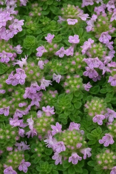 Garten-Thymian / Woll-Thymian &#039;Pseudolanguinosus&#039; / Thymus praecox &#039;Pseudolanguinosus&#039;