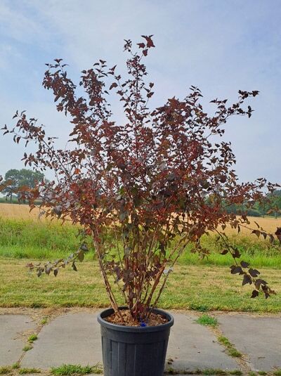 Dunkelrote Blasenspiere 'Diabolo ®' / Physocarpus opulifolius 'Diabolo ®' mehrstämmig (876286)