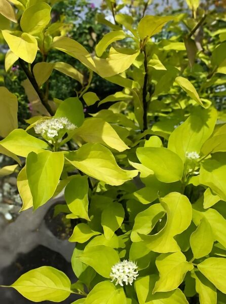 Weißer Hartriegel (Cornus alba) mit gelbgrünem Laub und weißen Blütenständen am Strauch.