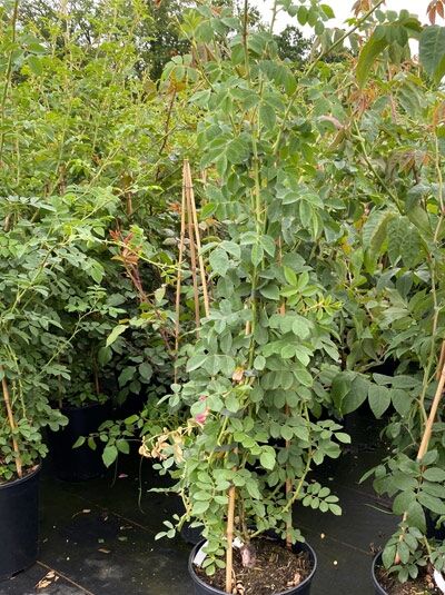Kletterrose Rosa 'Kew Rambler' C5 im Topf, aufgebundene Triebe an Rankhilfe, grünes Laub und einzelne rosa Knospen.