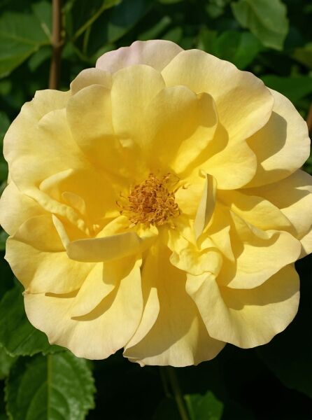 Rosa 'Tequila ®' / Beetrose 'Tequila', große gelbe, halbgefüllte Blüte in Nahaufnahme mit sichtbarerm Blütenzentrum