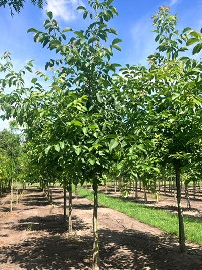 Gemeine Walnuss Juglans regia 'Buccaneer' als Hochstamm im Feld, grünes Laub am Stamm und in der Krone.