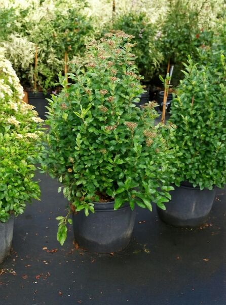 Viburnum tinus 'Eve Price' (Mittelmeer-Schneeball) 80-100 cm C35, buschiger Strauch im Container mit grünem Laub.