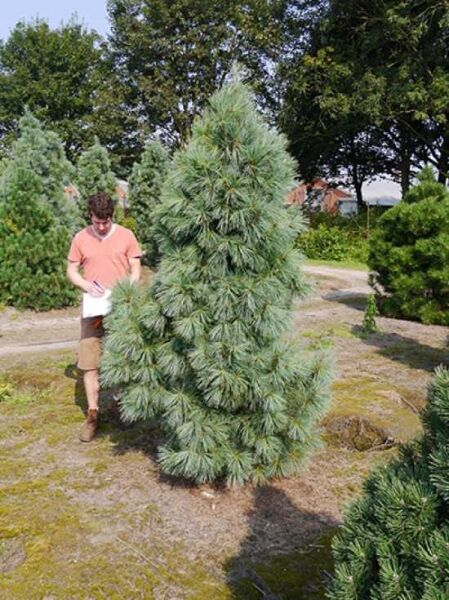 Pinus wallichiana 'Densa Hill' / Tränen-Kiefer 'Densa Hill', dichter kegeliger Wuchs mit blaugrünen langen Nadeln, 200-250 cm m. Db.