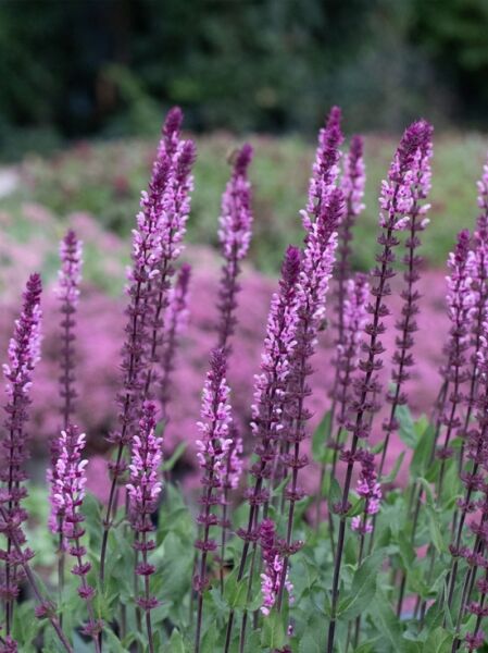 Steppen Salbei 'Caradonna Pink ®' / Salvia nemorosa 'Caradonna Pink ®'