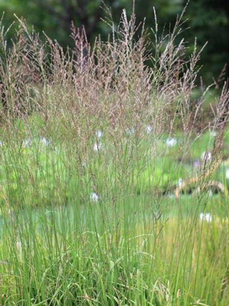 Hohes Pfeifengras 'Cordoba' / Molinia arundinacea 'Cordoba'