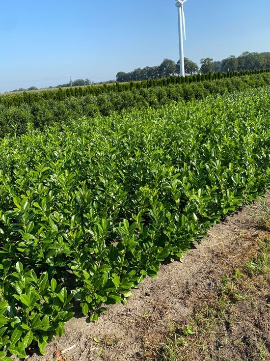 Kirschlorbeer 'Rotundifolia' / groblttriger Kirschlorbeer - Prunus  laurocerasus 'Rotundifolia'