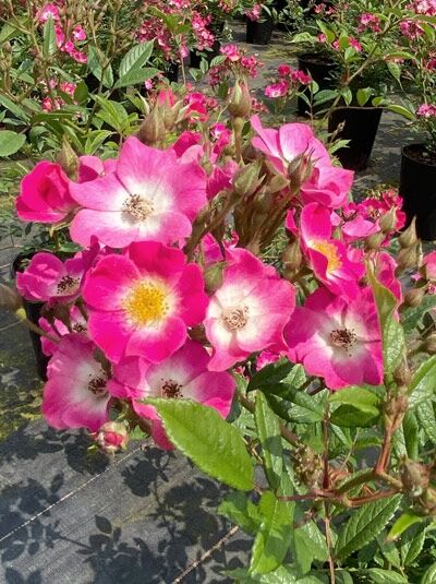 Rosa 'Mozart' / Strauchrose 'Mozart' mit pink-weißen, fünfzähligen Blüten und gelben Staubgefäßen, grünes Laub und Knospen
