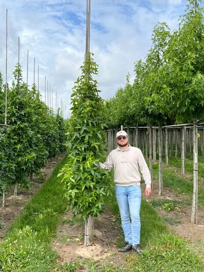 Liquidambar styraciflua 'Slender Silhouette' / Säulen-Amberbaum 'Slender Silhouette' 250-300 cm m. Db., säulenförmiger Baum mit Laub