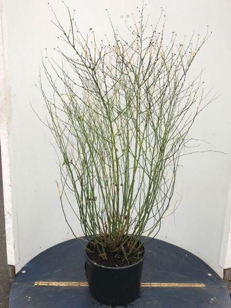 Kerria japonica 'Golden Guinea' / Gelbbunter Ranunkelstrauch 'Golden Guinea', 125-150 cm, C20, Strauch im Topf mit aufrechten Trieben