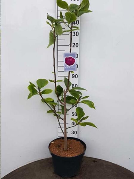 Magnolia 'Black Tulip'® / Magnolie 'Black Tulip' 80-100 cm C7, junge Pflanze im Topf mit aufrechtem Trieb und grünen Blättern