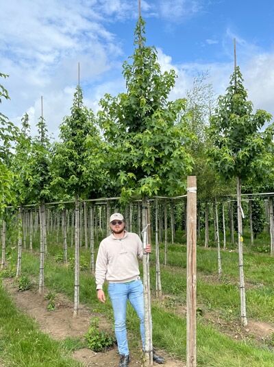 Liquidambar styraciflua, Amerikanischer Amberbaum, Guldenbaum Hochstamm 12-14 StU mit Drahtballen, im Feld stehend