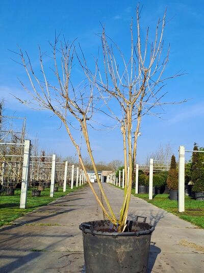 Sieben-Söhne-des-Himmels-Strauch 'mehrstämmig' 200-250 cm / Heptacodium miconioides (876036)