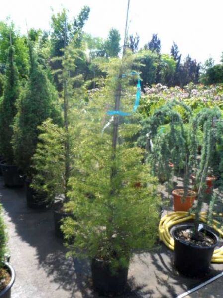 Gelbe Himalaja-Zeder (Cedrus deodara 'Aurea') 150-175 cm C30, gelbgrünes Nadelgehölz im Container mit Stützstab