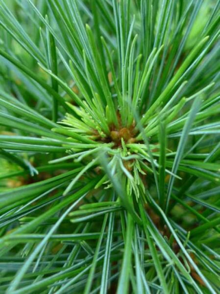 Pinus strobus 'Northway Broom' / Zwerg-Seidenkiefer 'Northway Broom'