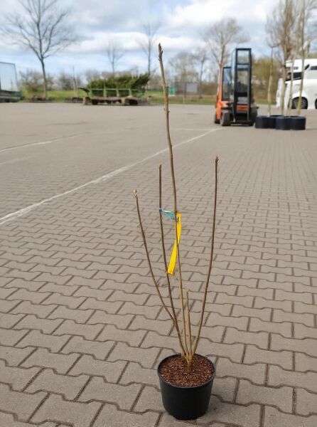 Syringa komarowii reflexa (Bogen-Flieder/Hänge-Flieder) 60-80 cm C5, junger Strauch im Topf mit mehreren kahlen Trieben.