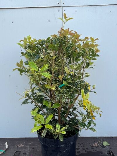 Stachelblättrige Duftblüte 'Goshiki' - Osmanthus heterophyllus 'Goshiki'