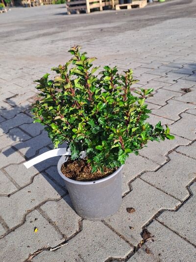 Stechpalme 'Little Rascal' (Ilex meserveae 'Little Rascal') 25-30 cm C2 im Topf mit dichtem, grünem Laub und rötlichem Austrieb