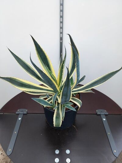 Amerikanische Agave 'Variegata' - Agave americana 'Variegata' - Baumschule  NewGarden