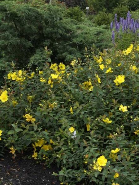 Hypericum 'Hidcote' / Großblumiges Johanniskraut 'Hidcote'