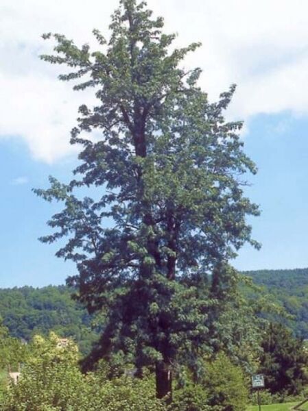 Speierling / Sperberbaum / Sorbus domestica