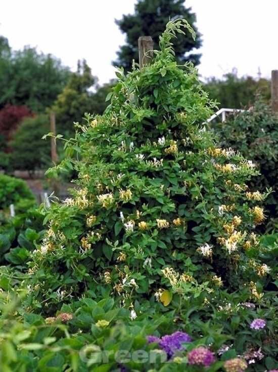 Japanisches Geiblatt 'Hall's Prolific' - Lonicera japonica 'Hall's  Prolific'
