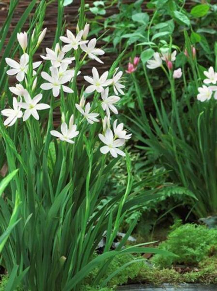 Weißer Sumpf-Spaltgriffel 'Alba' / Schizostylis coccinea 'Alba'