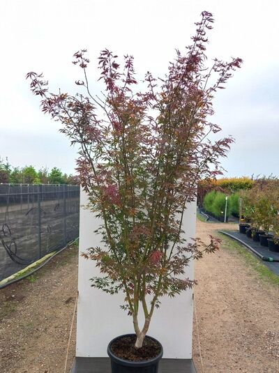 Japanischer Fächer-Ahorn Acer palmatum 'Sumi-nagashi', 175-200 cm C35, mehrstämmiger Baum im Container mit rotgrünem Laub.
